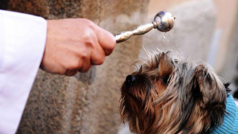 Distintas parroquias de la Archidiócesis celebran la bendición de animales por la festividad de San Antón